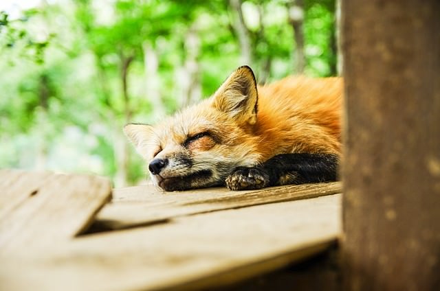 寝ているきつね